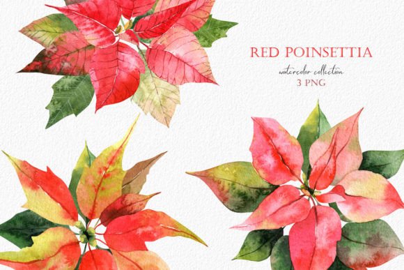 Elevating Seasonal Design: The Strategic Impact of High-Resolution Watercolor Christmas Red Poinsettia Assets